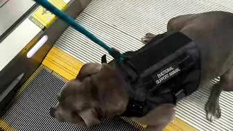 My Pitbull Dog Riding An Escalator For The First Time So Funny!!