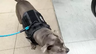 My Pitbull Dog Riding An Escalator For The First Time So Funny!!