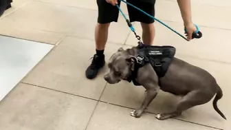 My Pitbull Dog Riding An Escalator For The First Time So Funny!!