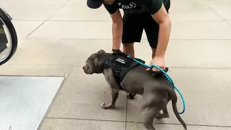 My Pitbull Dog Riding An Escalator For The First Time So Funny!!