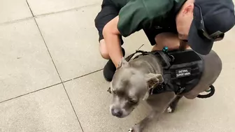 My Pitbull Dog Riding An Escalator For The First Time So Funny!!