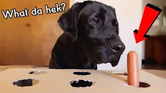 My Dogs Try The Hot Dog Challenge!!