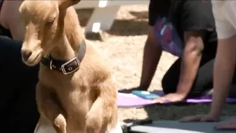 Goat yoga at the Goat Patch