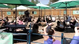 Goat yoga at the Goat Patch