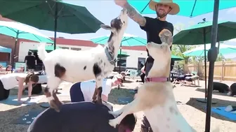 Goat yoga at the Goat Patch