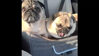 3 Pug dogs on a Road trip -Travel day 1