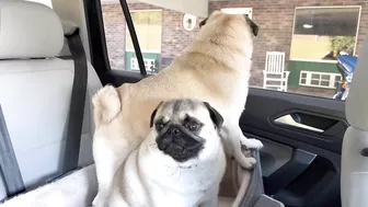 3 Pug dogs on a Road trip -Travel day 1