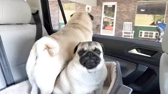 3 Pug dogs on a Road trip -Travel day 1