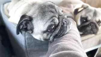 3 Pug dogs on a Road trip -Travel day 1