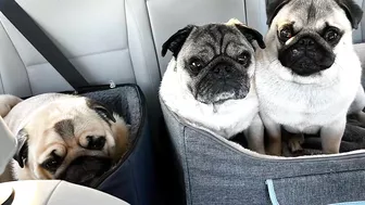 3 Pug dogs on a Road trip -Travel day 1