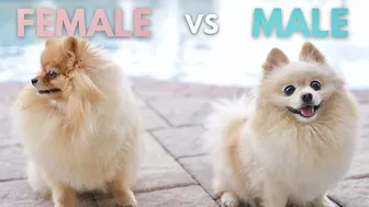 Funny Differences Between Male and Female Pomeranians