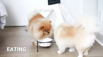 Funny Differences Between Male and Female Pomeranians