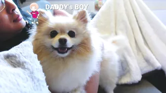 Funny Differences Between Male and Female Pomeranians