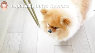 Funny Differences Between Male and Female Pomeranians