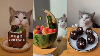 Cute and Funny Cat Videos Compilation ???????? | Cats Are Not Only Animals But Also Friends - Part  38