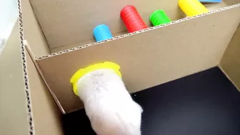 Hamster Pop It Maze