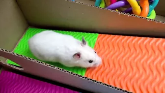 Hamster Pop It Maze