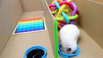 Hamster Pop It Maze