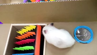 Hamster Pop It Maze