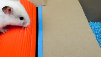 Hamster Pop It Maze