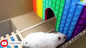 Hamster Pop It Maze