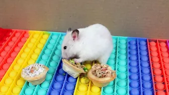 Hamster Pop It Maze