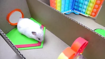 Hamster Pop It Maze