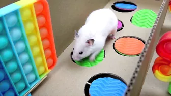 Hamster Pop It Maze