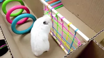 Hamster Pop It Maze