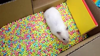 Hamster Pop It Maze