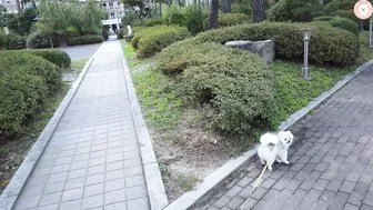 강아지는 변신한 엄마가 지나가면 알아볼까? /[Puppy's challenge] Finding a transformed mother... Success? Failure?