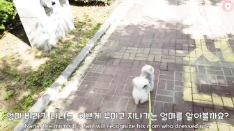 강아지는 변신한 엄마가 지나가면 알아볼까? /[Puppy's challenge] Finding a transformed mother... Success? Failure?