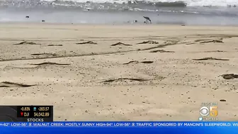 Crews Work Frantically to Mitigate Damage from Huntington Beach Oil Spill