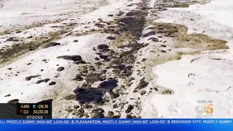 Crews Work Frantically to Mitigate Damage from Huntington Beach Oil Spill