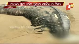 Body Of 20-Feet Long Shark Found At Siali Beach, Jagatsinghpur