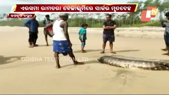 Body Of 20-Feet Long Shark Found At Siali Beach, Jagatsinghpur