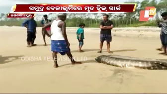 Body Of 20-Feet Long Shark Found At Siali Beach, Jagatsinghpur