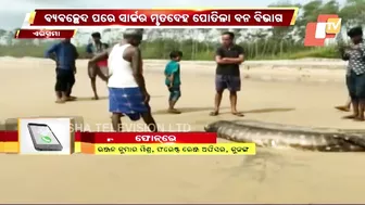 Body Of 20-Feet Long Shark Found At Siali Beach, Jagatsinghpur