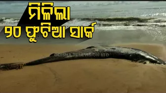 20 Feet Shark Found Dead In Jagatsinghpur’s Siali Beach