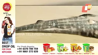 20 Feet Shark Found Dead In Jagatsinghpur’s Siali Beach