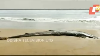 20 Feet Shark Found Dead In Jagatsinghpur’s Siali Beach