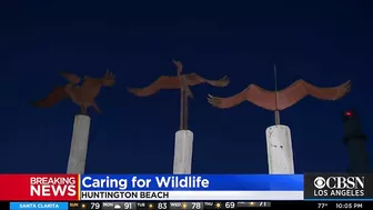 'Wildlife Is Dying': 126,000-Gallon Oil Spill Near Huntington Beach Impacting Coastal Ecosystem