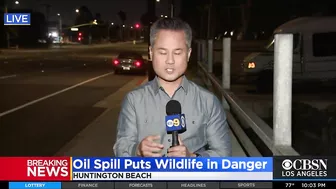 'Wildlife Is Dying': 126,000-Gallon Oil Spill Near Huntington Beach Impacting Coastal Ecosystem