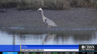 'Wildlife Is Dying': 126,000-Gallon Oil Spill Near Huntington Beach Impacting Coastal Ecosystem