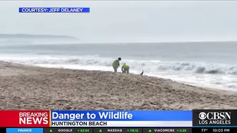 'Wildlife Is Dying': 126,000-Gallon Oil Spill Near Huntington Beach Impacting Coastal Ecosystem