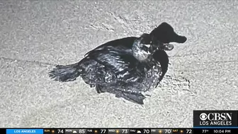 'Wildlife Is Dying': 126,000-Gallon Oil Spill Near Huntington Beach Impacting Coastal Ecosystem