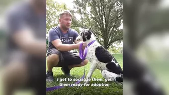 Shelter dogs' reactions to being adopted