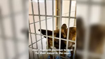 Shelter dogs' reactions to being adopted