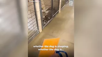 Shelter dogs' reactions to being adopted