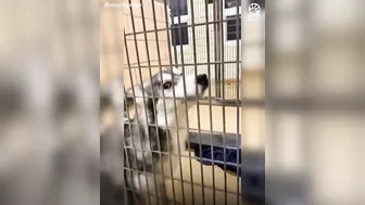 Shelter dogs' reactions to being adopted